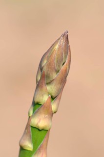Green asparagus (Asparagus officinalis) growing on a field