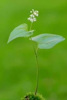 False lily of the valley or May lily (Maianthemum bifolium)