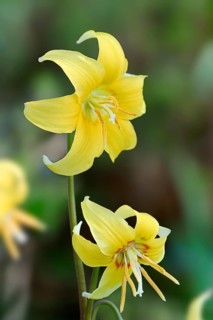 Yellow avalanche lily