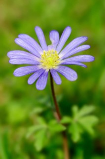 Blue Anemone or Grecian Windflower (Anemone apennina