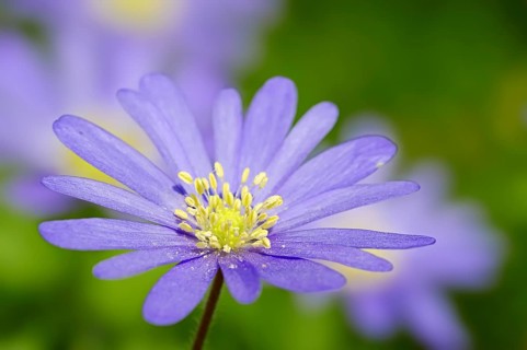 Blue Anemone or Grecian Windflower (Anemone apennina