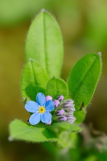 Alpine Forget-me-not (Myosotis alpestris)
