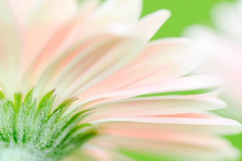 Gerbera (Gerbera jamesonii)