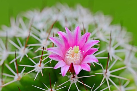 Pincushion Cactus