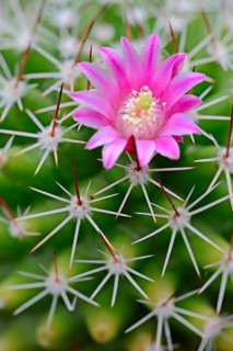 Pincushion Cactus