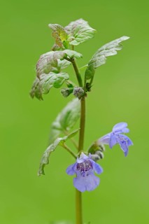 Ground-ivy