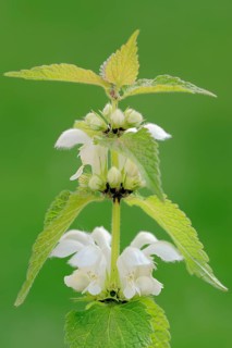 White nettle or white dead-nettle (Lamium album)
