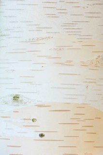 Himalayan birch