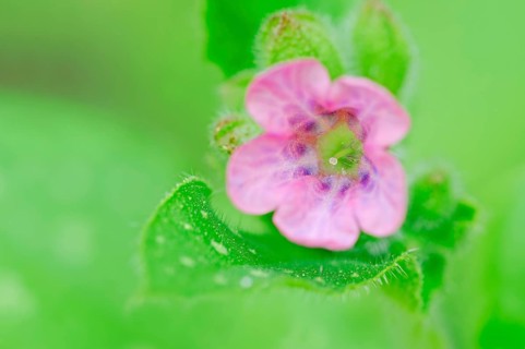 Lungwort or Our Lady's Milk Drops (Pulmonaria officinalis) flower