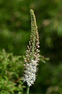 Foxtail Lily (Eremurus robustus)