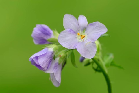 Jacob's Ladder or Greek Valerian (Polemonium caeruleum)