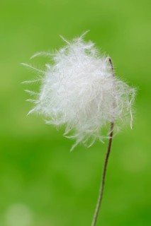 White Mountain Avens