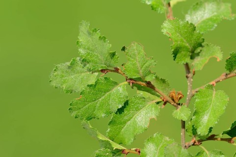 Antarctic Beech (Nothofagus antarctica)