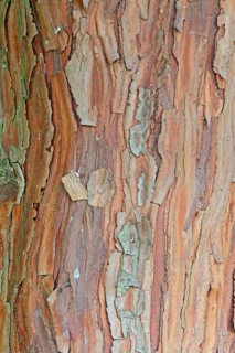 Cedar