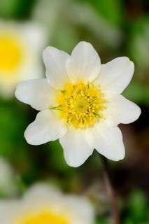 White Mountain Avens