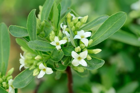 Alpine-Daphne (Daphne alpina)