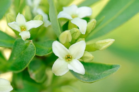 Alpine-Daphne (Daphne alpina)