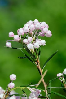 Rosemary