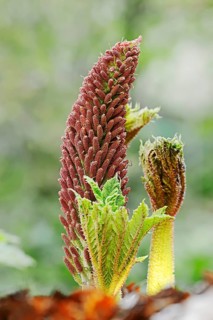 Poor Man's Parasol or Giant Rhubarb (Gunnera insignis)