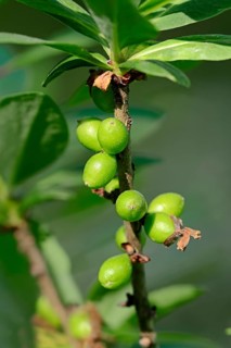 Mezereon (Daphne mezereum)