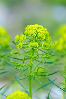 Cypress spurge (Euphorbia cyparissias)