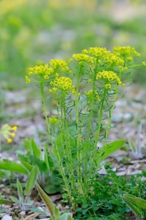 Cypress spurge (Euphorbia cyparissias)