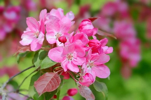 Profusion