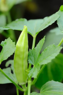 Okra or Lady's Fingers (Abelmoschus esculentus