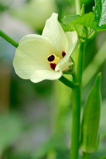 Okra or Lady's Fingers (Abelmoschus esculentus