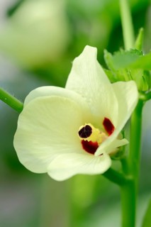 Okra or Lady's Fingers (Abelmoschus esculentus