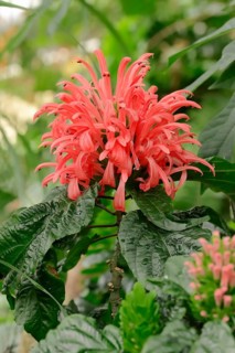 Brazilian Plume Flower