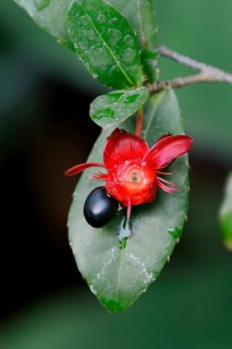 Ochna