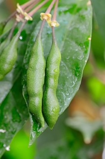 Cola or kola tree (Cola acuminata)
