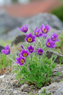 Pasque flower
