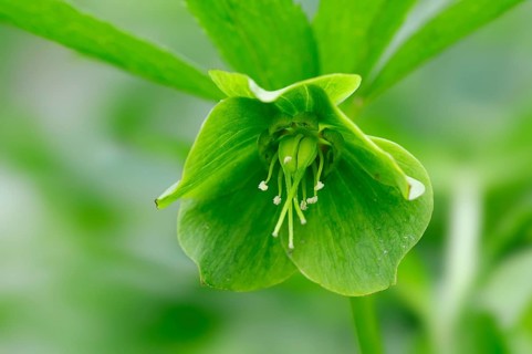 Green Hellebore (Helleborus viridis)