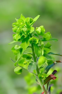 Wood spurge (Euphorbia amygdaloides)