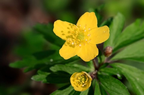 Yellow Anemone