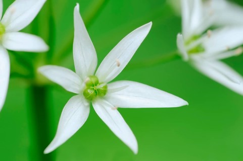 Ramsons (Allium ursinum) flower