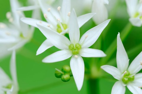 Ramsons (Allium ursinum)