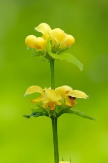 Variegated yellow archangel (Lamium argentatum)