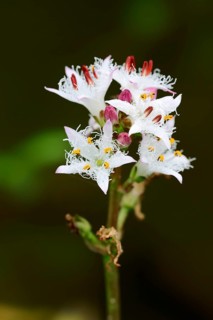Bog-bean or Buckbean (Menyanthes trifoliata)