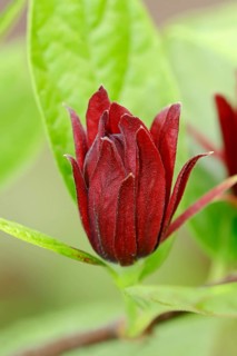 Carolina Sweetshrub (Calycanthus floridus)