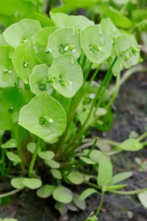 Miner's Lettuce