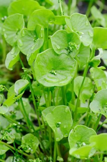 Miner's Lettuce