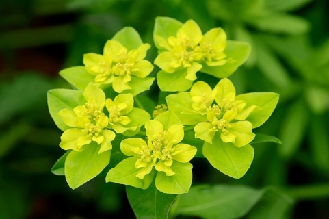 Wart spurge (Euphorbia verrucosa)