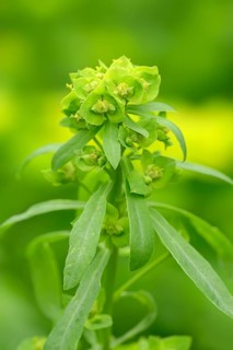 Green spurge or Leafy spurge (Euphorbia esula)