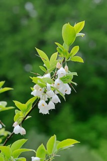 Mountain Silverbell (Halesia monticola)