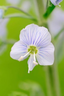 Gentian Speedwell (Veronica gentianoides)
