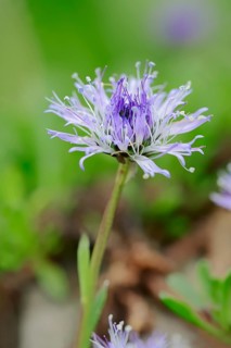 Heart-leaved globe daisy (Globularia cordifolia)