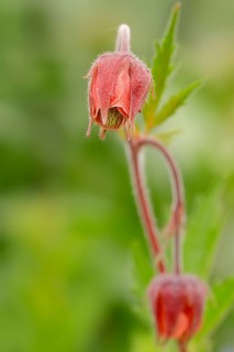 Water Avens or Purple Avens (Geum rival)